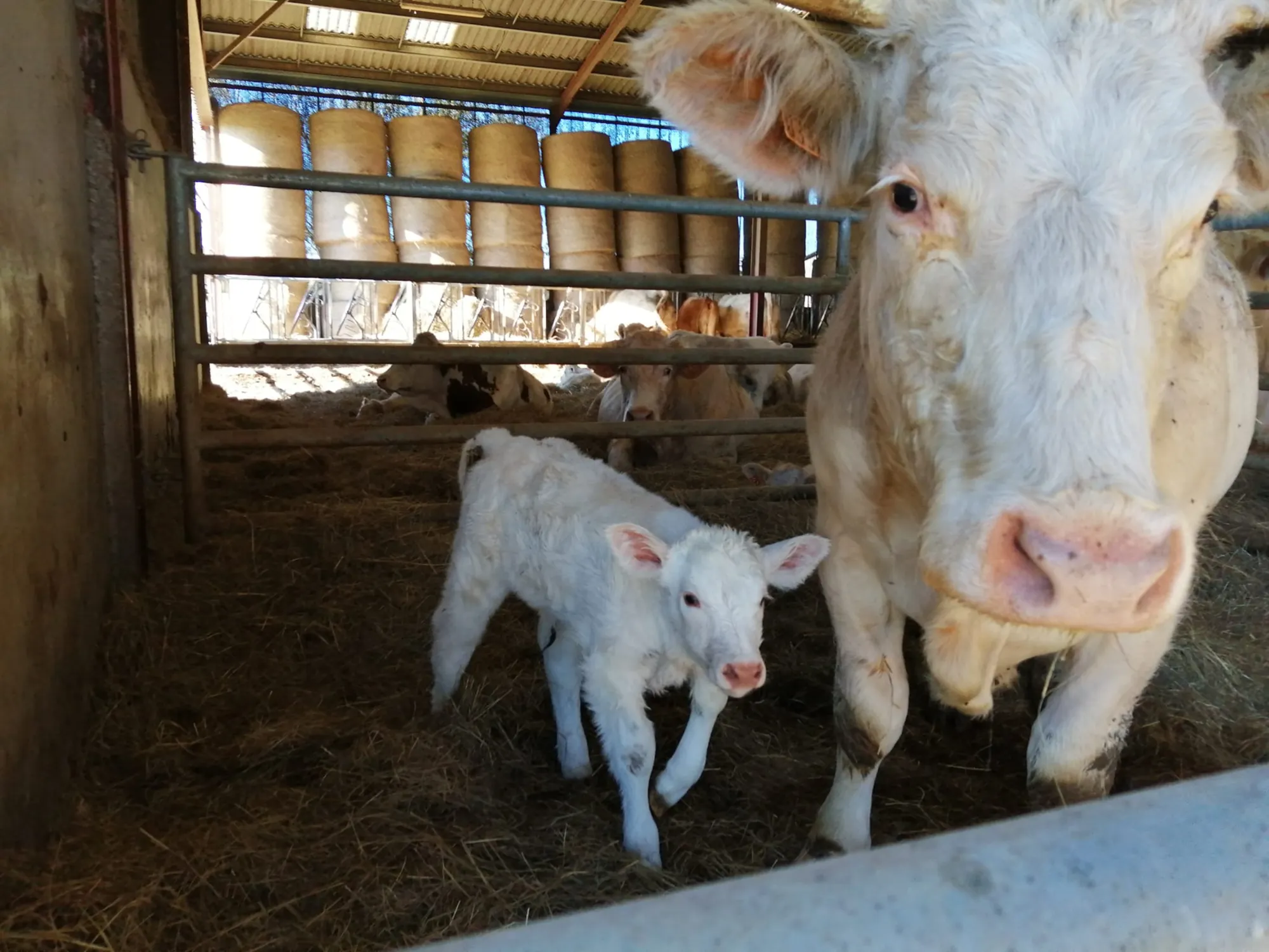 Vaches