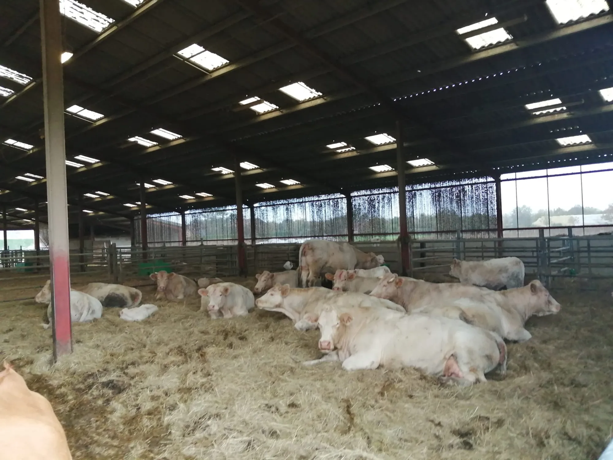 Vaches